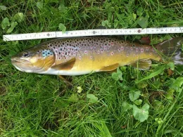 Osterbergseen (Bad Gandersheim)-1