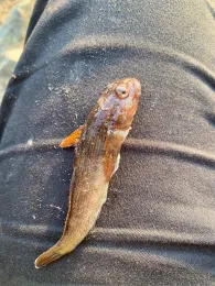 Aller (Hohenaverbergen) -1