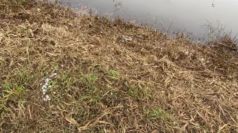 Aller (Hohenaverbergen) -4