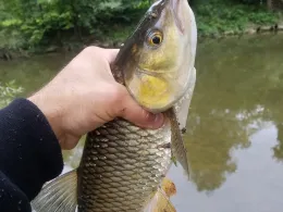 Kocher (Niedernhall)