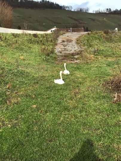 Kocher (Niedernhall)-2