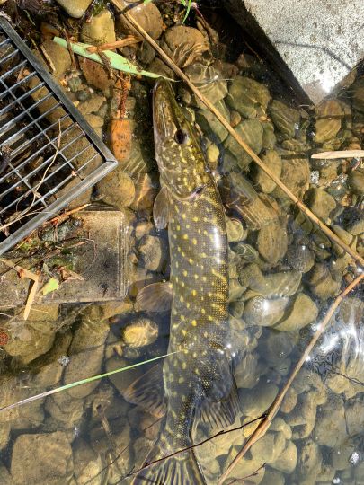 Paradiessee (Meerdorf)-2