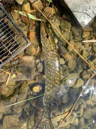 Paradiessee (Meerdorf)-2