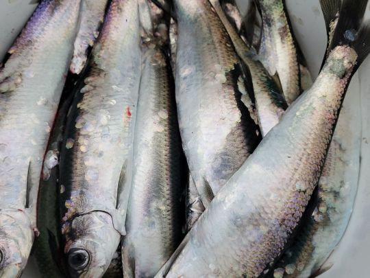 Ostsee (Eckernförde-Borby)-3