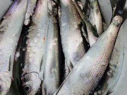 Ostsee (Eckernförde-Borby)-3