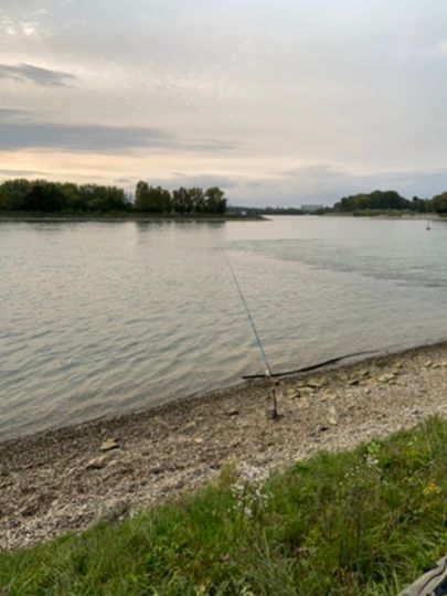 Rhein (Germersheim)-1