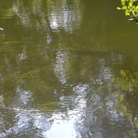 Spree (Erkner)-3