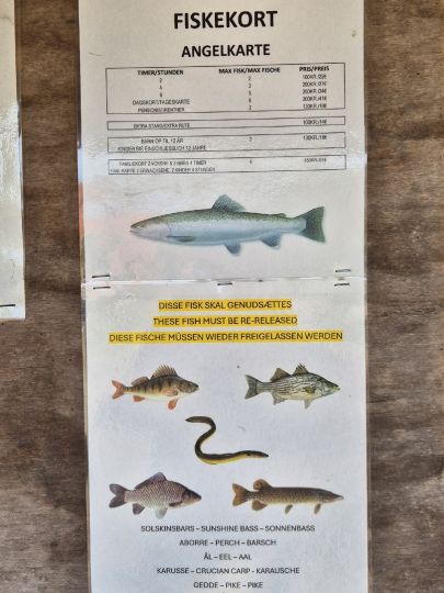 Marielyst Fiskesø-1