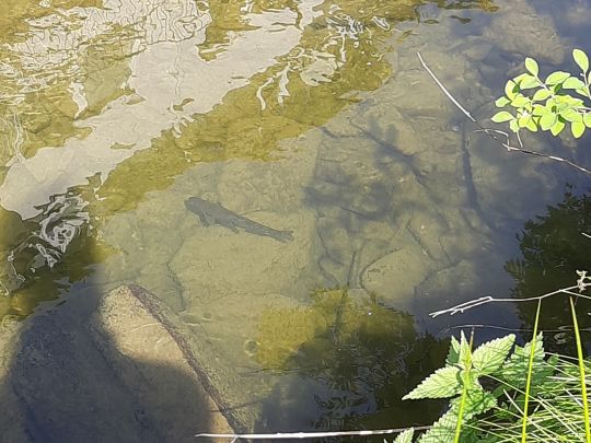 Seßmarbach (Gummersbach)-1