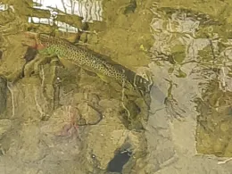 Seßmarbach (Gummersbach)