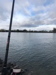 Rhein (Biebesheim/Gernsheim)-1