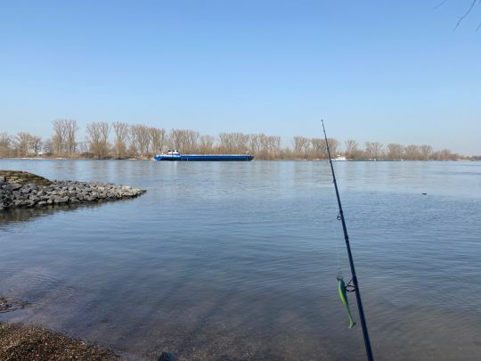 Rhein (Biebesheim/Gernsheim)-4