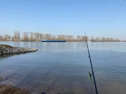 Rhein (Biebesheim/Gernsheim)-4