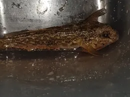 Rhein (Biebesheim/Gernsheim)-3