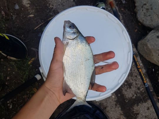 Vereinssee ESV Worms-1