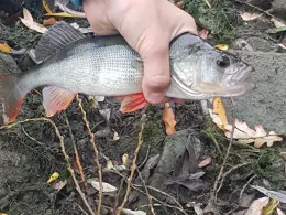 Vereinssee ESV Worms