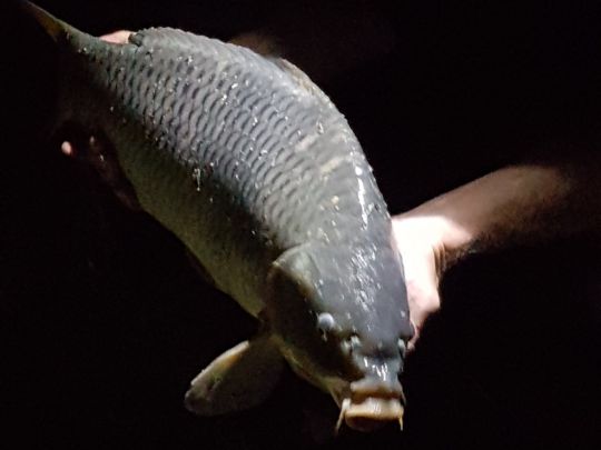 Vereinssee ESV Worms-4