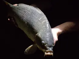 Vereinssee ESV Worms-4