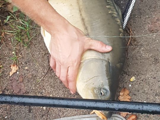 Vereinssee ESV Worms-3