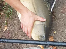 Vereinssee ESV Worms-3