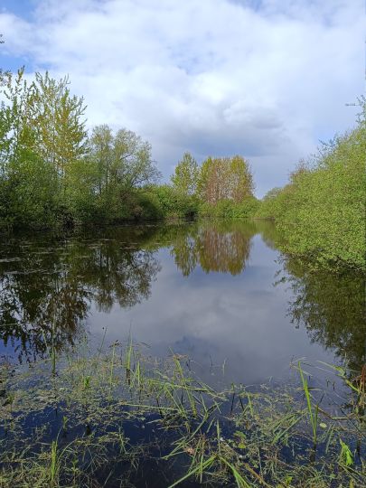 Teich 3 Altenwahlingen