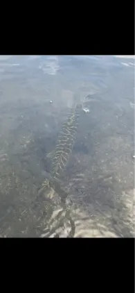 Kleiner Plöner See-3