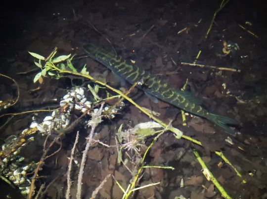 Neumühler See (Schwerin)-4