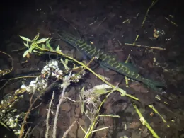 Neumühler See (Schwerin)-4