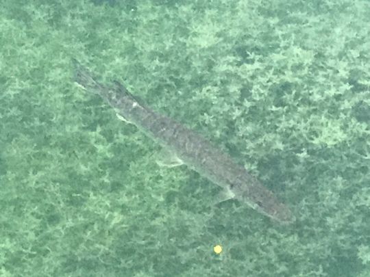 Püttlach (Pottenstein)-1