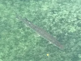 Püttlach (Pottenstein)-1