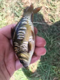 Angelparadies Gut Stedingsmühlen-1