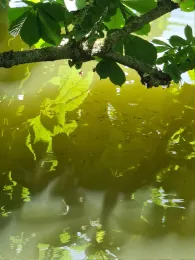 Schloßteich (Wildenfels)-4