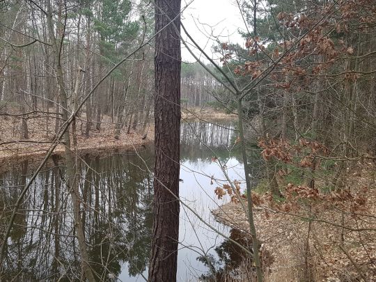 Tulpengrube (Liebegast)-0