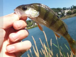 Schlossteich Burgau-1