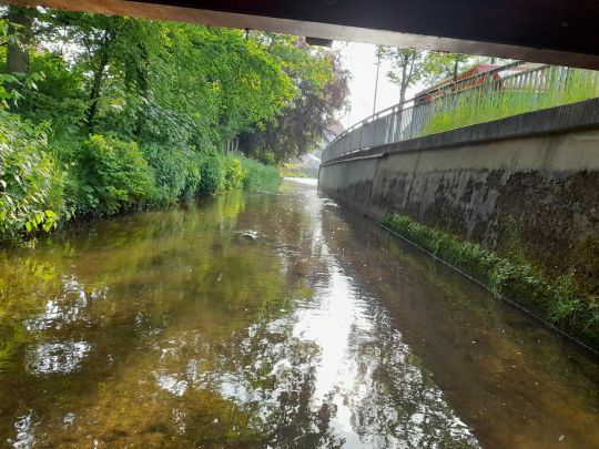 Lockwitzbach (Dresden-Lockwitz)-1