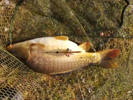 Martin-Schmid-Weiher