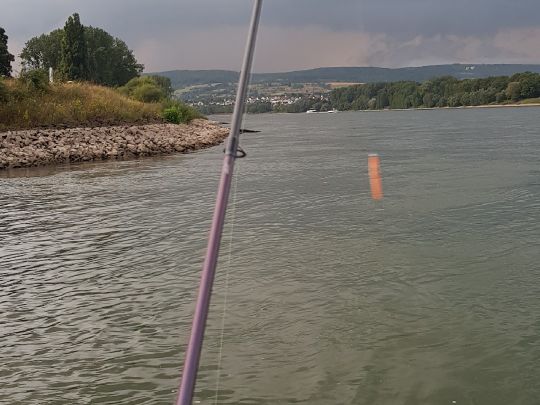 Rheinhafen Weißenthurm angeln