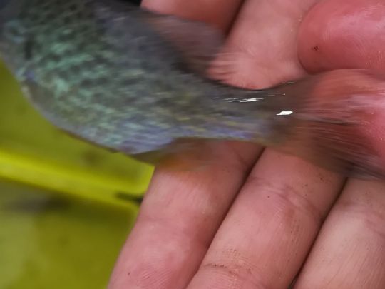 Redder Teiche (Harsefeld)-3