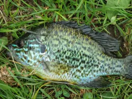 Redder Teiche (Harsefeld)