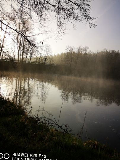 Hammersee (Bodenwöhr) angeln