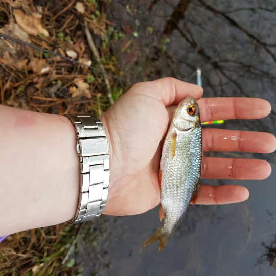 Holzmühlenteich (Flechtingen)-1