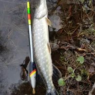 Holzmühlenteich (Flechtingen)-2