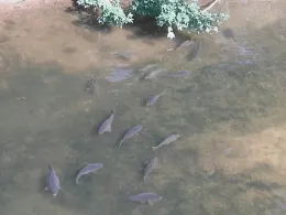 Neckar (Wernau/Neckar)-3