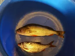 Elde (Neustadt-Glewe)-3