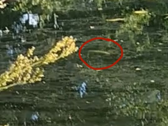 Hufeisenkolk (Müden)-1