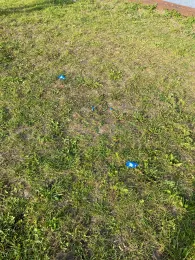 Ruthenstrom Krautsand-4