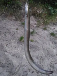 Finowkanal (Eberswalde)-4