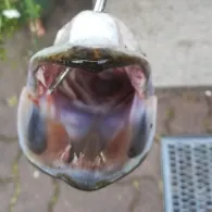 Kiessee 8 (Witzeeze)-2