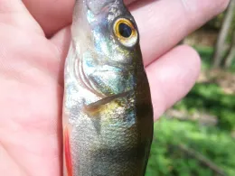 Kiessee 8 (Witzeeze)-4