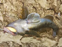 Plageteich (Witzeeze)